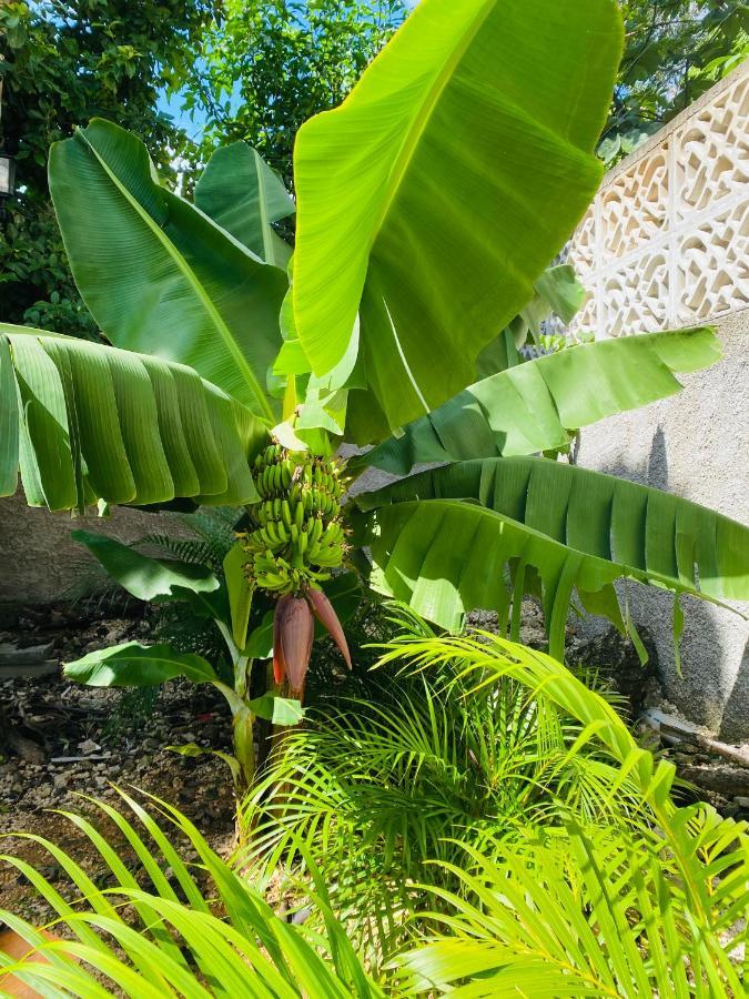 Jaakbal Tulum Lägenhet Exteriör bild
